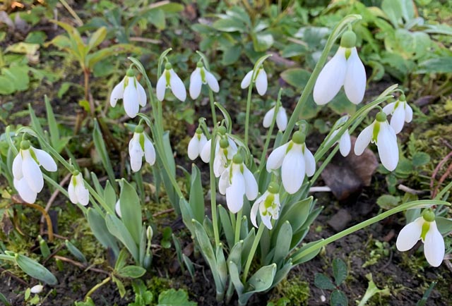 Die ersten Schneeglöckchen. Foto: Margrit Freudemann