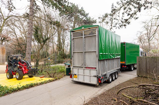 Giraffentransport im Zolli. Foto: Zoo Basel