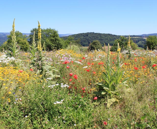 Das Foto einer Buntbrache ziert das Titelbild der Jubiläums-Broschüre. Foto: zVg