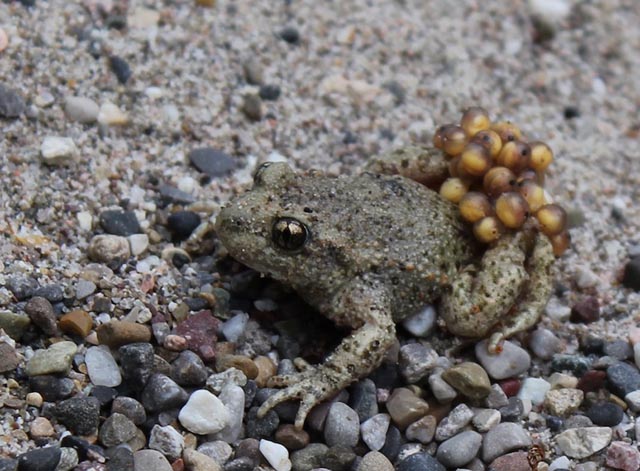 Die Geburtshelferkröte, im Volksmund Glögglifrosch genannt, soll sich «Im Tal» bald wieder heimisch fühlen. Foto: zVg