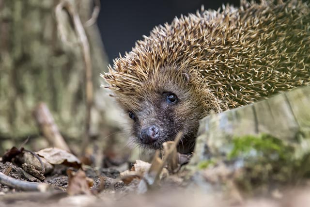 Foto: TBB (Tierschutz beider Basel)