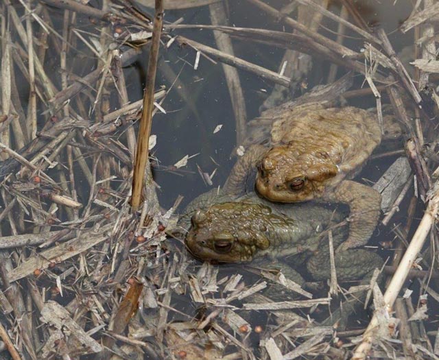 Frösche im Wasserloch Rheinfelden spüren den Frühling. Foto: Heidy Wetter, Rheinfelden