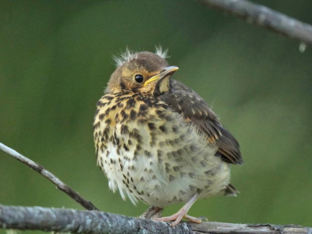 Die kleine Singdrossel hat das Nest bereits verlassen, kann aber noch kaum fliegen. Sie wird weiter von ihren Eltern versorgt. Foto: AfW