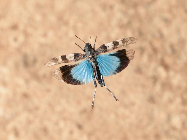 Die kräftig blau gefärbten Flügel mit deutlichen schwarzen Querbinden machen das Tier des Jahres 2023 unverwechselbar. © Blickwinkel / F. Perseke