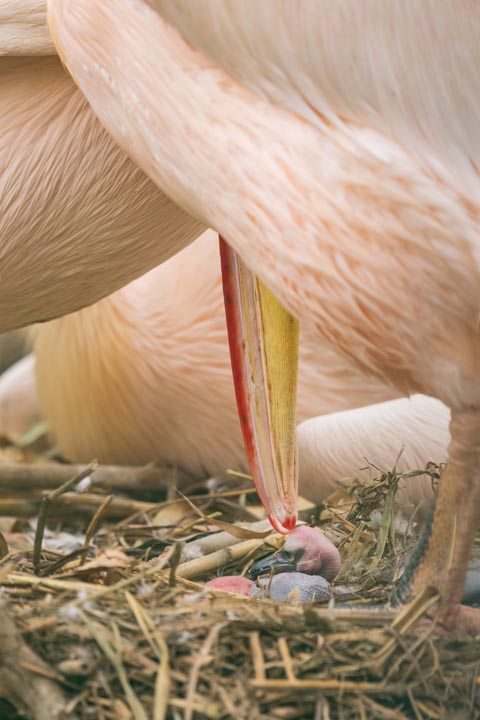 Eines der drei Pelikan-Küken, die im April geschlüpft sind. Foto: Zoo Basel