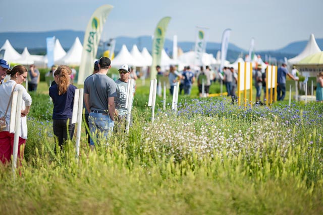 Wildblumen-Parzelle von UFA-Samen. Foto: fenaco