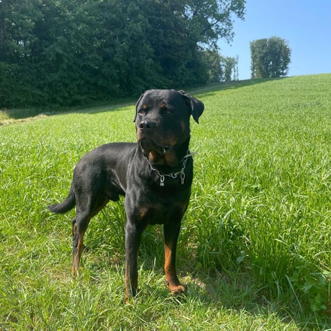 Diensthund «Theron» stellte die Diebe. Foto: Polizei AG