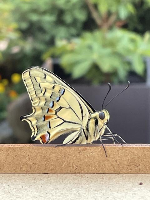 Flügel trocknen lassen und los geht's in die weite Welt hinaus. Foto: Stefanie Burkhalter 