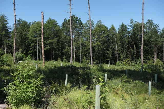 Das Massnahmenpaket unterstützt die Aargauer Waldeigentümerinnen und Waldeigentümer bei der Wiederbewaldung der entstandenen Schadenflächen. Foto: Copyright Kanton Aargau