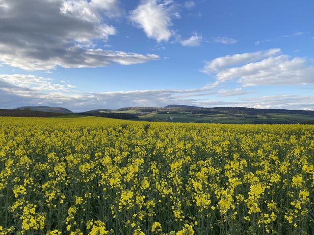 Leuchtend gelbes Rapsfeld in Zeihen Ende April. Foto: Sonja Fasler
