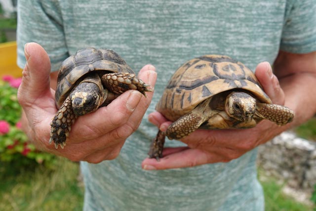 Auch diese zwei Schildkröten haben ein artgerechtes Zuhause. Foto: Peter Schütz
