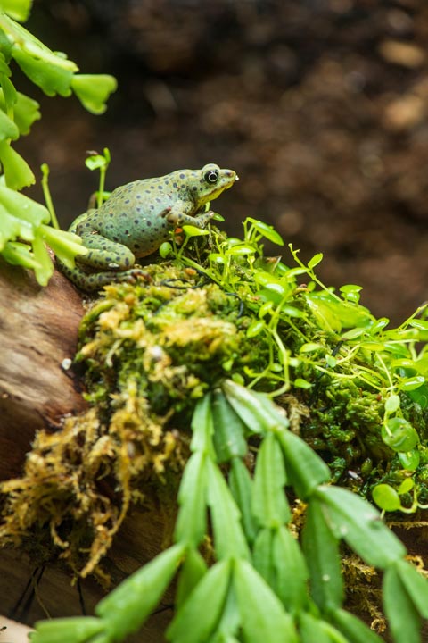 Die Rio-Pescado-Harlekinkröte zählt zu den am stärksten bedrohten Amphibienarten weltweit. Foto: Zoo Basel