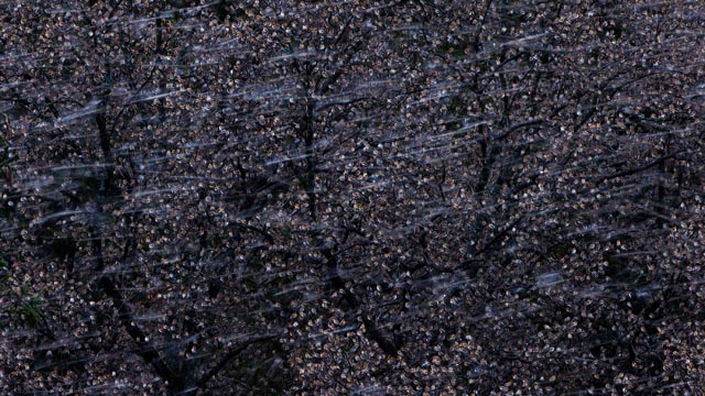 1. Platz Kategorie Emotion: «Bergfink» von Christoph Kaula