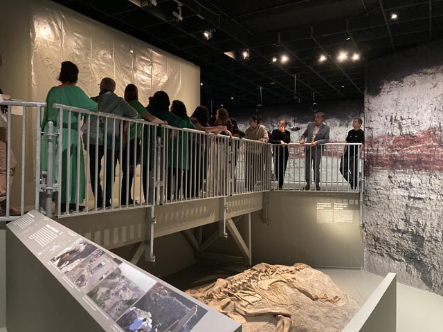 XLNE: Der 8m lange Plateosaurier XL aus Frick ist Teil der aktuellen Sonderausstellung im Museum Neuenburg. Foto: Sauriermuseum Frick