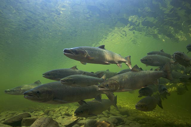 Das Erhalten und Aufwerten von Gewässer-Lebensräumen gehört zu den zentralen Anliegen der neuen Fischereigesetzgebung. Im Bild ein Lachs. Foto: AfW/Michel Roggo