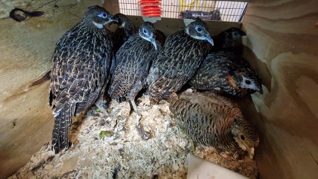 Geschmuggelte Fasane. Foto: bazg