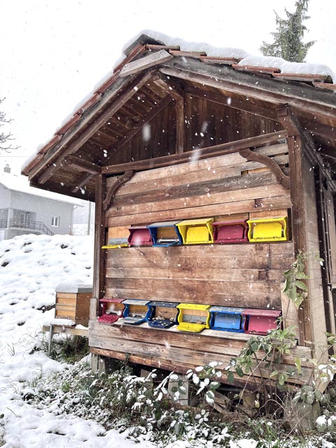 Nur gesunde und starke Bienenvölker können genug Winterbienen aufziehen. Foto: BienenSchweiz