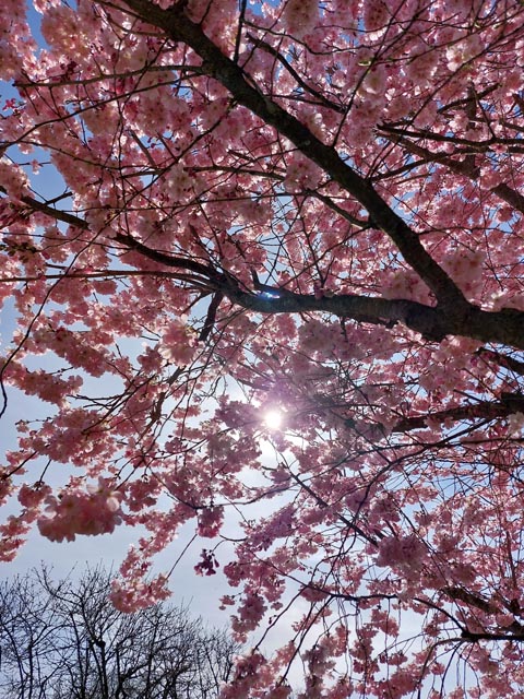 Beobachtet: Blühender Kirschbaum in der Sonne