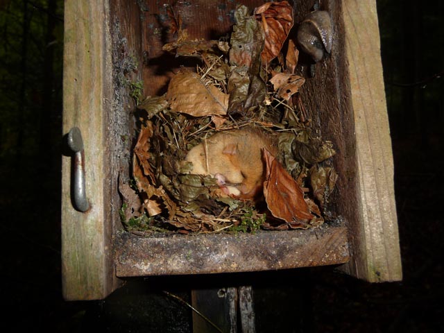 Leere Vogelnistkästen werden von Haselmäusen im Frühling und Sommer sehr gerne für die Jungenaufzucht und als Schlafplatz benutzt. Foto: zVg