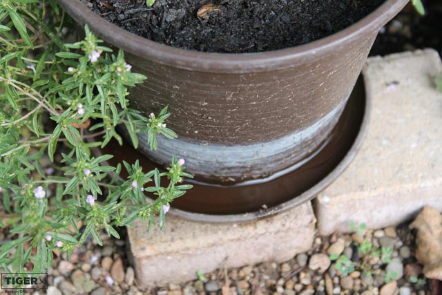 Mit dem Vermeiden von Brutstätten soll die Ausbreitung gebremst und Mückendichte niedrig gehalten werden. Foto: zVg