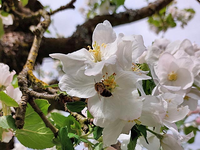 Foto: Olivia Di Marco, Frick