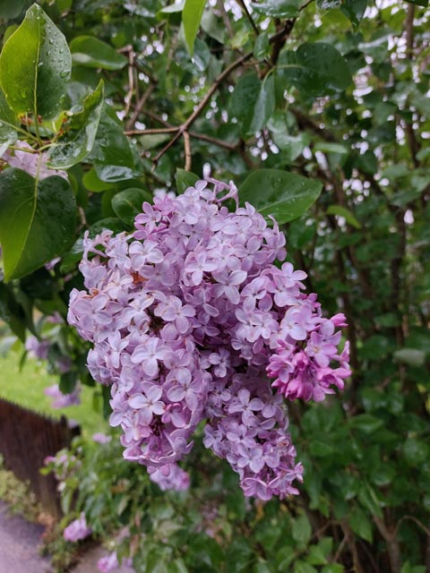 Foto: Olivia Di Marco, Frick