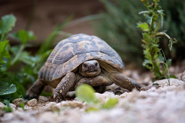 Landschildkröten sind erwacht. Foto: zVg