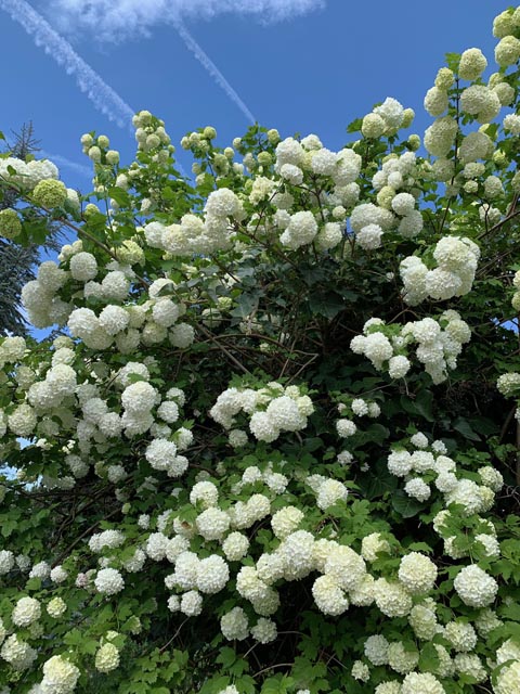 Foto: Margrit Freudemann, Kaisten