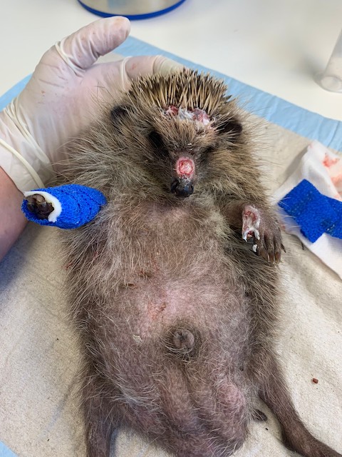 Achtung! – Gartenarbeit kann Igel verletzen