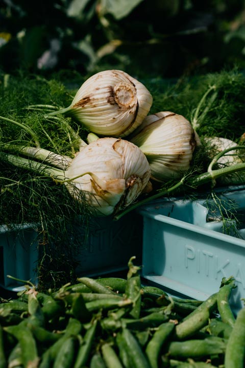 Fenchel hat von Mai bis November Saison. Foto: Pexels/zVg 