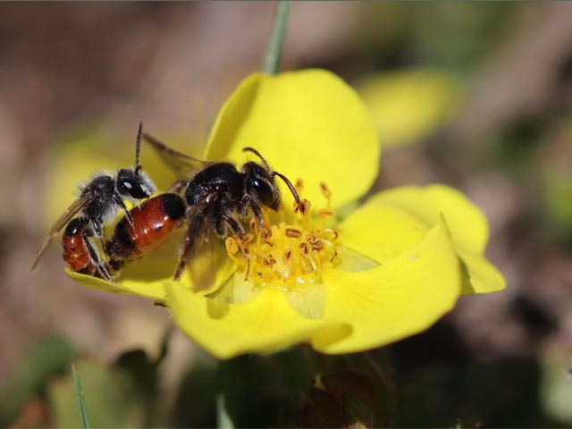 Titelbild der aktualisierten Roten Liste. Foto: zVg