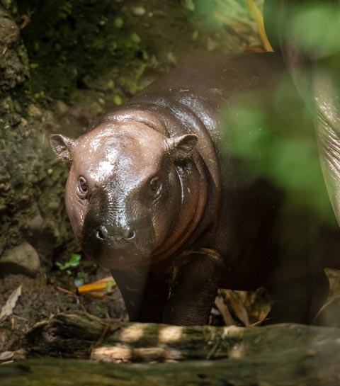 Der Zwergflusspferd-Junge wog bei der Geburt 6,9 Kilogramm. Foto: Zoo Basel