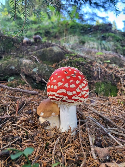 Doppeltes Glück: Steinpilz und Fliegenpilz. Foto: zVg
