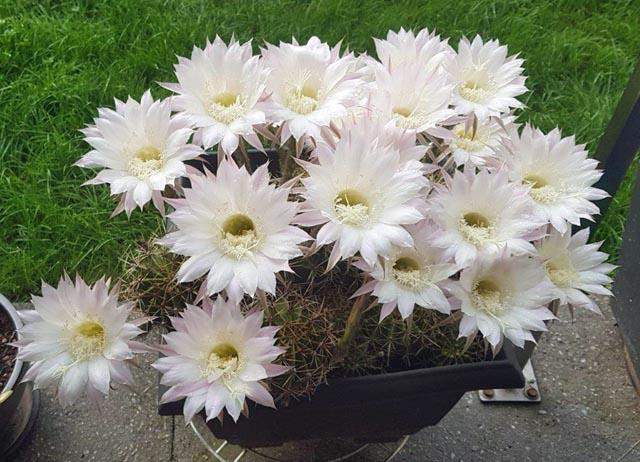 Foto: Heidi Walker, Möhlin