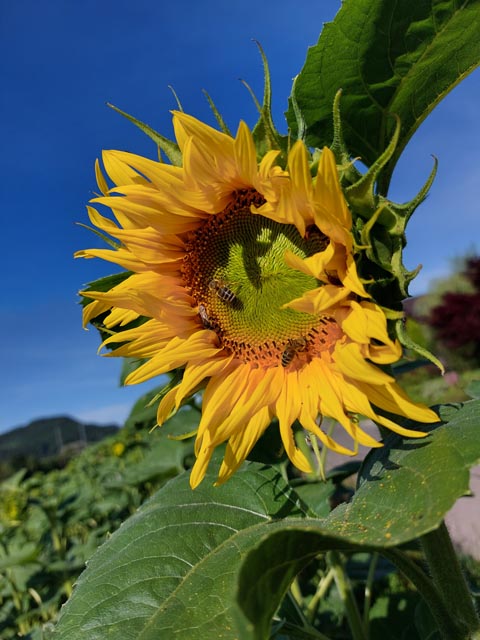 Foto: Olivia Di Marco, Frick 