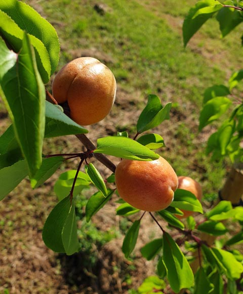 Die Aprikosen sind reif – hier Seeländer-Aprikosen. Foto: LID 