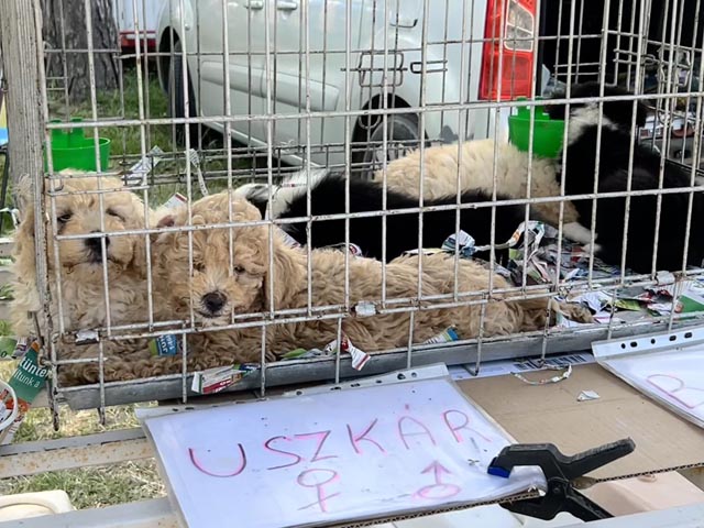 Tierschutz: Tierliebe bitte auch in den Freien leben