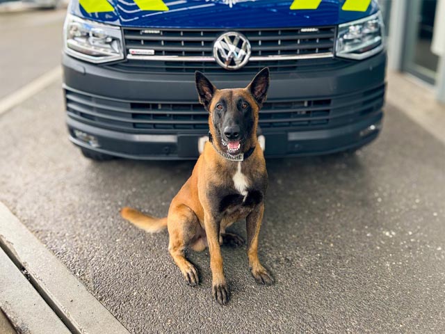 Tierische Spürnase: Diensthund «Voss». Foto: BAZG