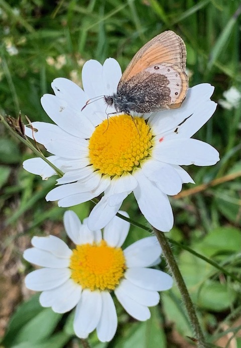 Beobachtet: Margeritenblumen werden noch immer von Schmetterlingen angeflogen