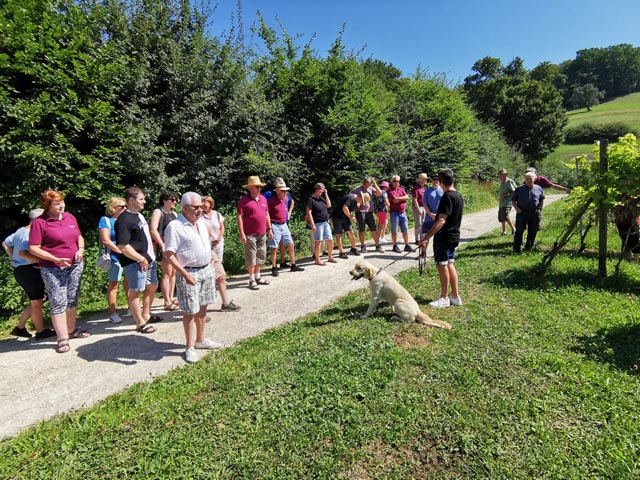Rebrundgang im Anbaugebiet Aesplen. Foto: © Rebbauverein Kaisten