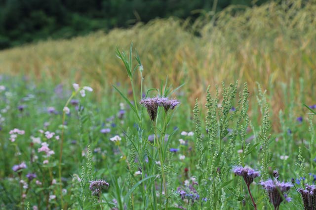Blühstreifen in Getreidefeld. Foto: jin
