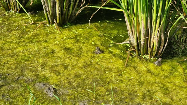 Agroscope verfolgt unter anderem das Projekt Nassreis-Anbau. Es zielt vor allem auf die aquatische Biodiversität. Foto: jin
