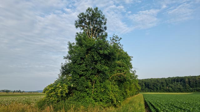 Hecken tragen zur Biodiversität bei: Sabrina Schlegel ist aber überzeugt davon, dass mehr Hecken gepflanzt würden, wenn sie danach nicht dauerhaft stehen gelassen werden müssten. Foto: jin