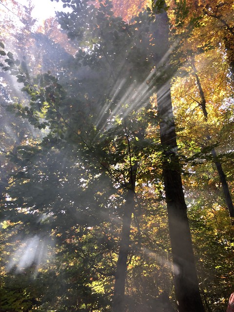 Vortrag in Wittnau: Der Wald im Wandel