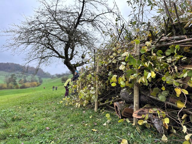 Asthaufen in Nahaufnahme. Foto: © Jurapark Aargau