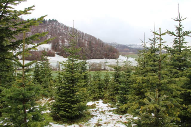 Frische Weihnachtsbäume aus dem Jurapark Aargau. Das Bild stammt vom Weihnachtsbaumverkauf in der Jurapark-Gemeinde Wölflinswil. Foto © Jurapark Aargau 