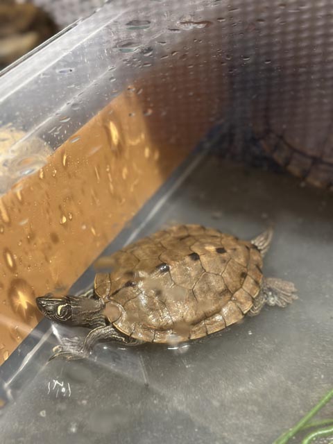 Foto: Olivier Bieli / Basel Animal Save