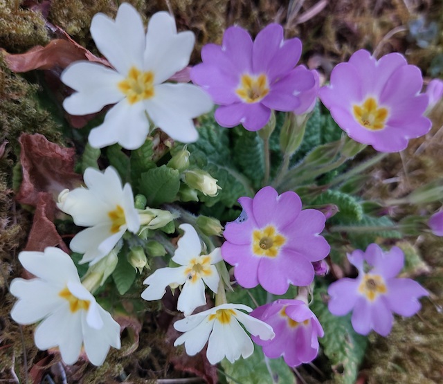 Beobachtet: Primula in der Blütezeit