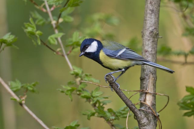 Lichtverschmutzung – Schlaflos im Nistkasten