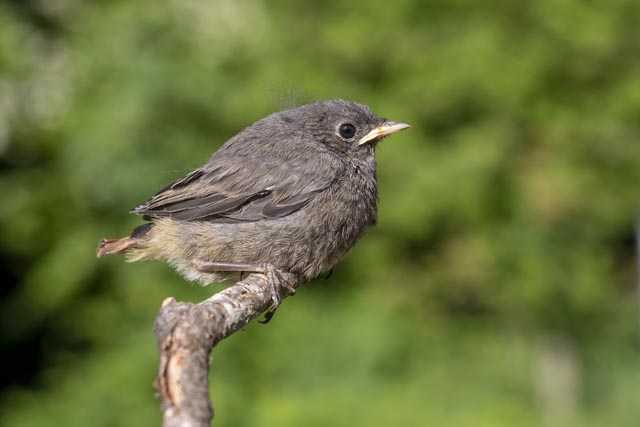 Jungvögel – Aus dem Nest in die weite Welt 